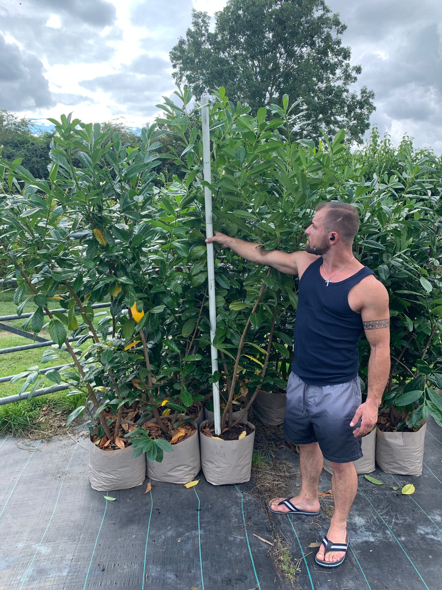 5-6ft Laurel Tree Collection Only