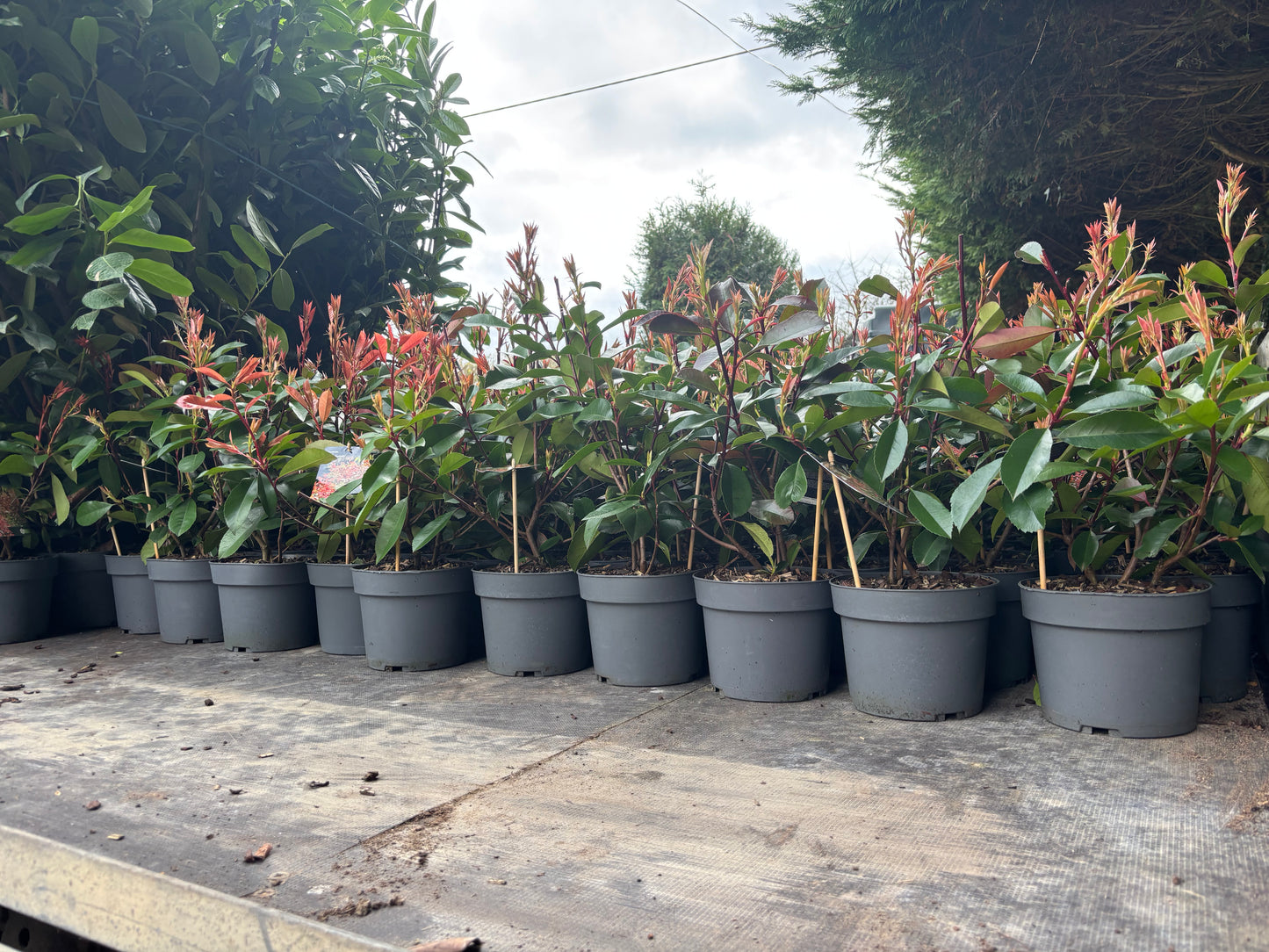Red Robin (Photinia Fras.) 30-50cm. Collection only