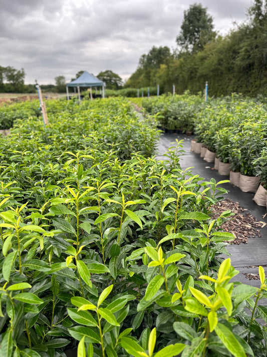 3-4ft Laurel hedging tree Collection Only