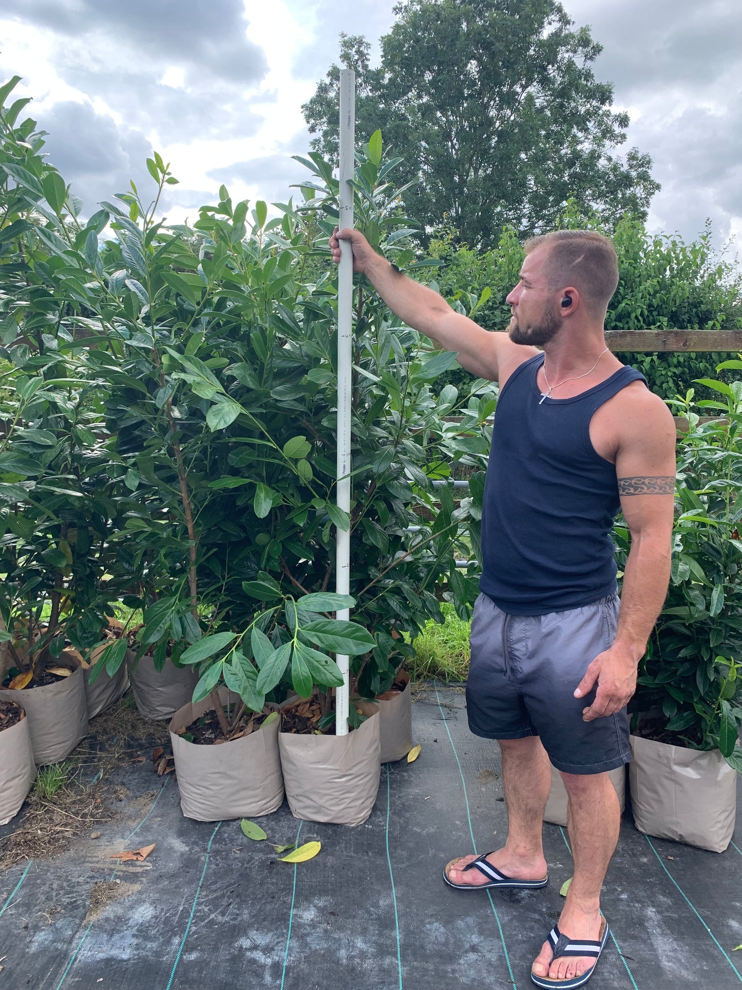 4-5ft 20L Laurel Tree Collection Only