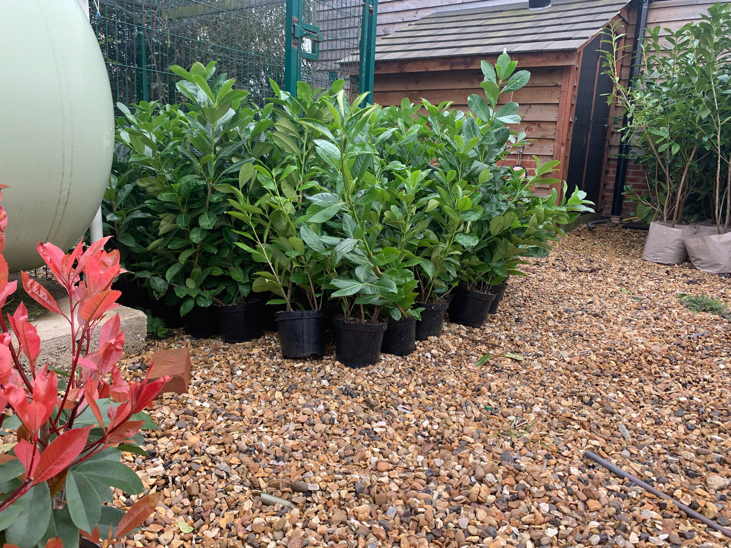 2-3ft 3L Laurel hedging tree. Collection only (£9.38 when you order more than 20)