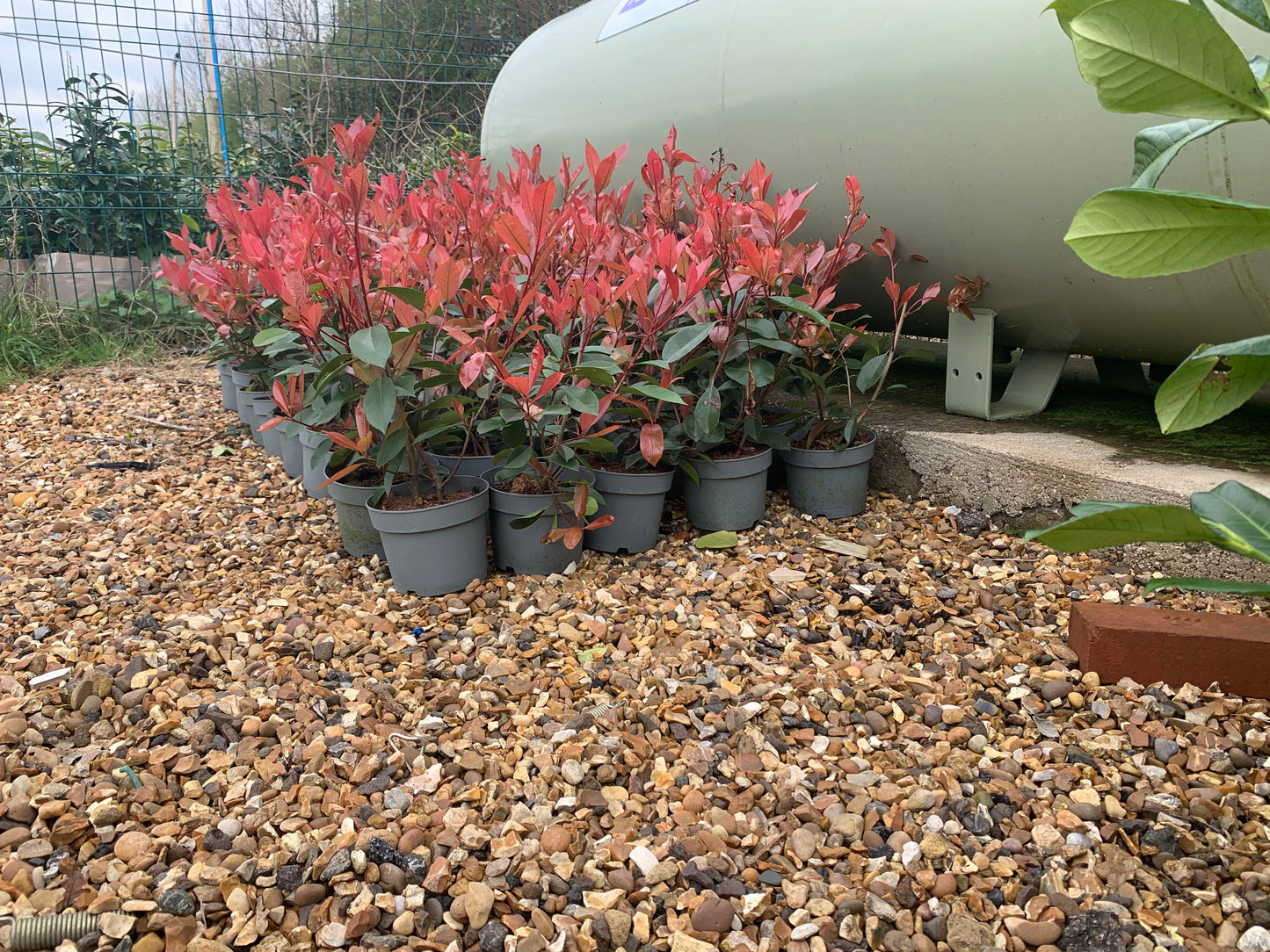 Red Robin (Photinia Fras.) 1-2ft. Collection only