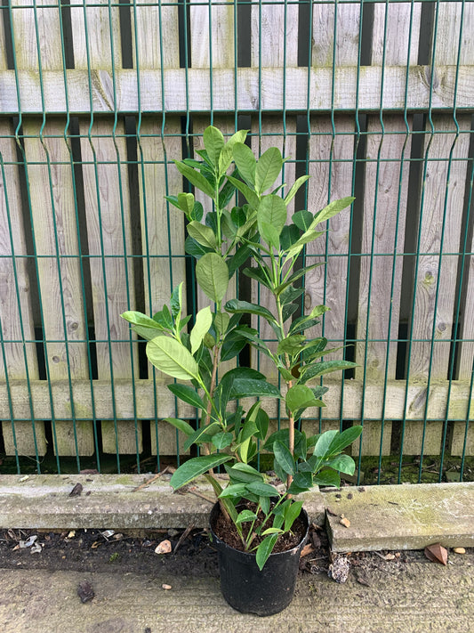 2-3ft 3L Laurel hedging tree. Collection only