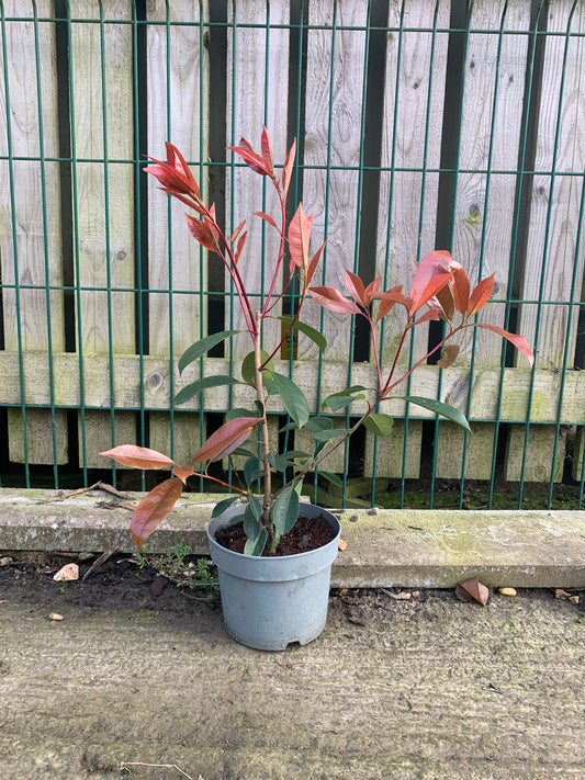 Red Robin (Photinia Fras.) 1-2ft. Collection only (£9.38 off when you buy more than 20)