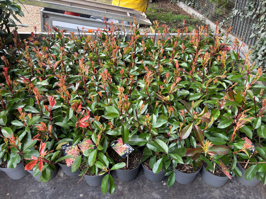 Red Robin (Photinia Fras.) 30-50cm. Collection only