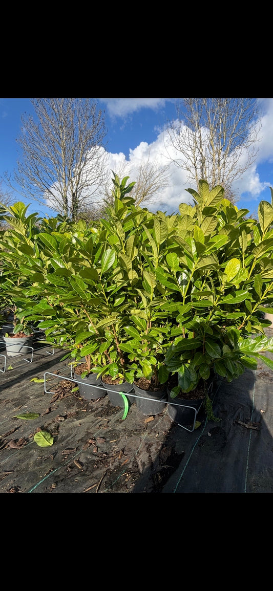 3-4ft Laurel hedging tree Collection Only