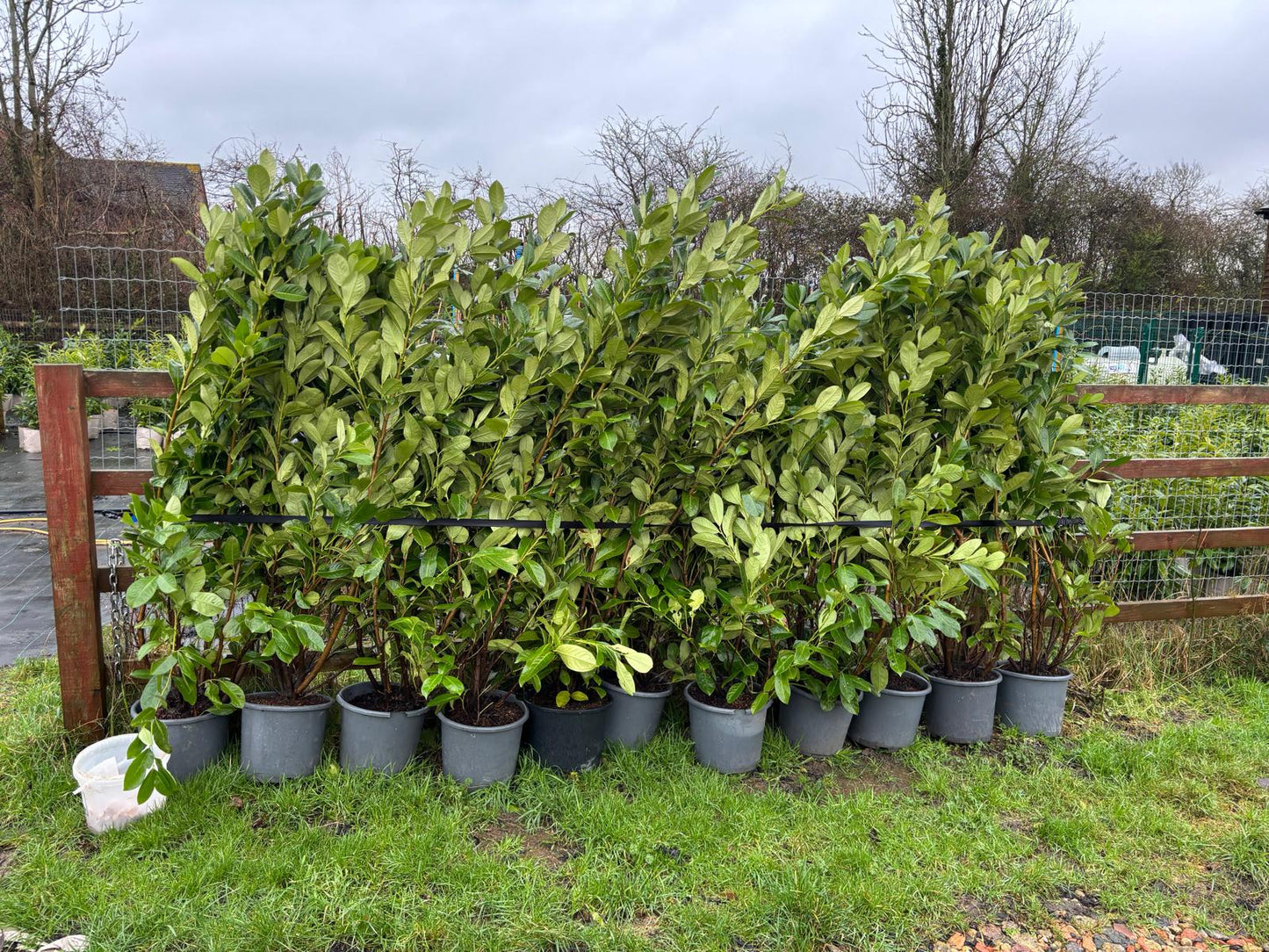 7-8 Foot Laurel Hedge Collection Only