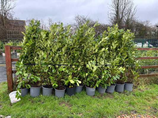 7-8 Foot Laurel Hedge Collection Only