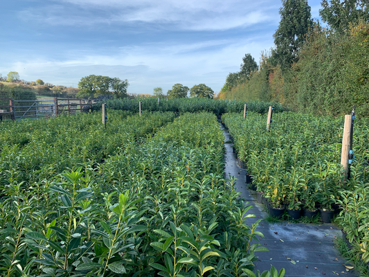 2-3ft Laurel hedging tree. Collection only